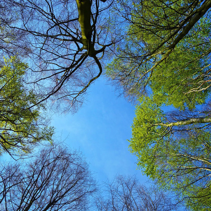 Forest Bathing? A walk in the park!