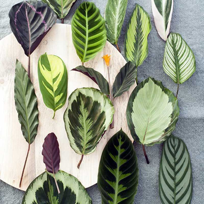 Calathea Plant Basics : Top 3 Calatheas Plant