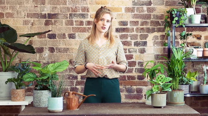 Indoor Plants & Light with Mama Botanica