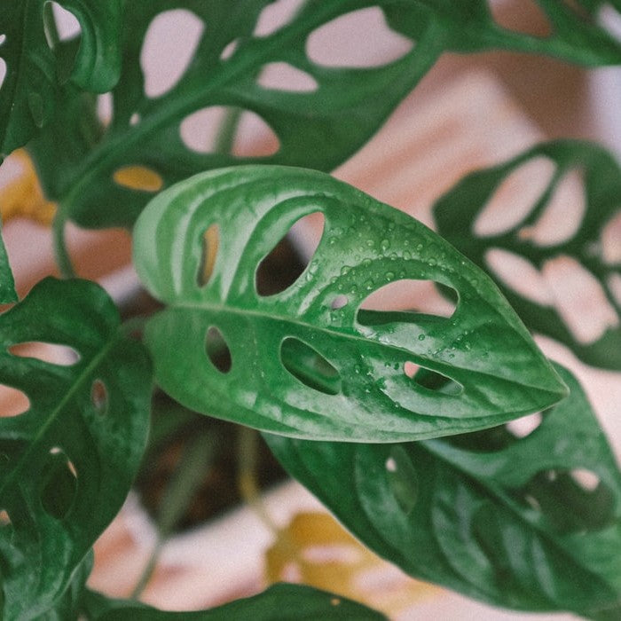 The Monstera Controversy - how to tell if you've got the super rare Ob   BloomBoxClub Italy