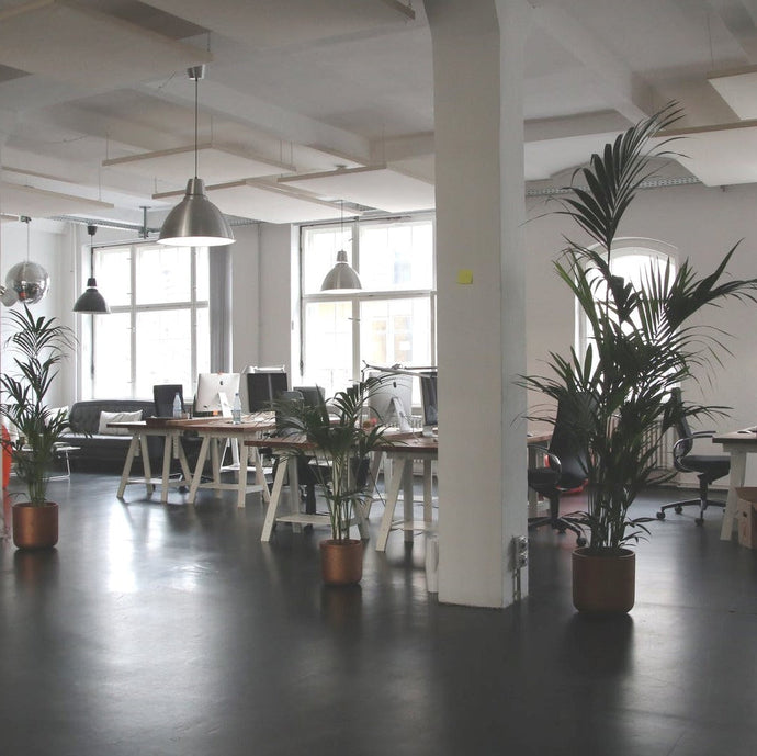 Research Says Green Offices are More Productive