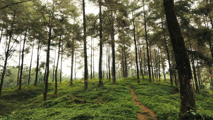 Does Britain need a 'National Nature Service'?