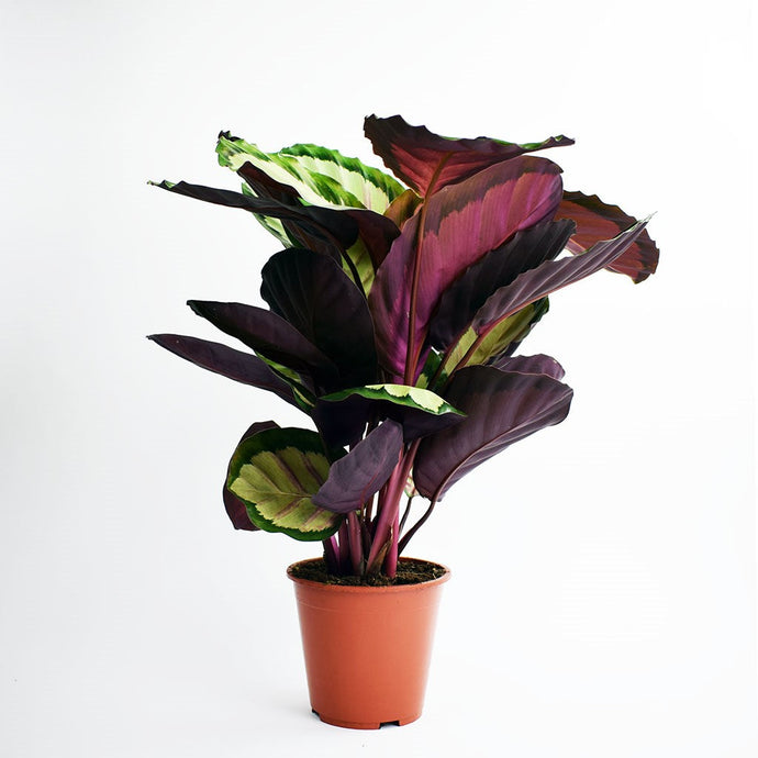 Calathea 'Silvia' | Calathea Roseopicta 'Silvia'