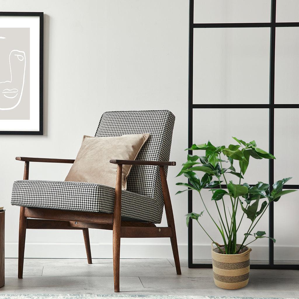 philodendron goeldii green wonder Rare Philodendron Green Wonder: Exotic Beauty for Your Home – BloomBoxClub Italy