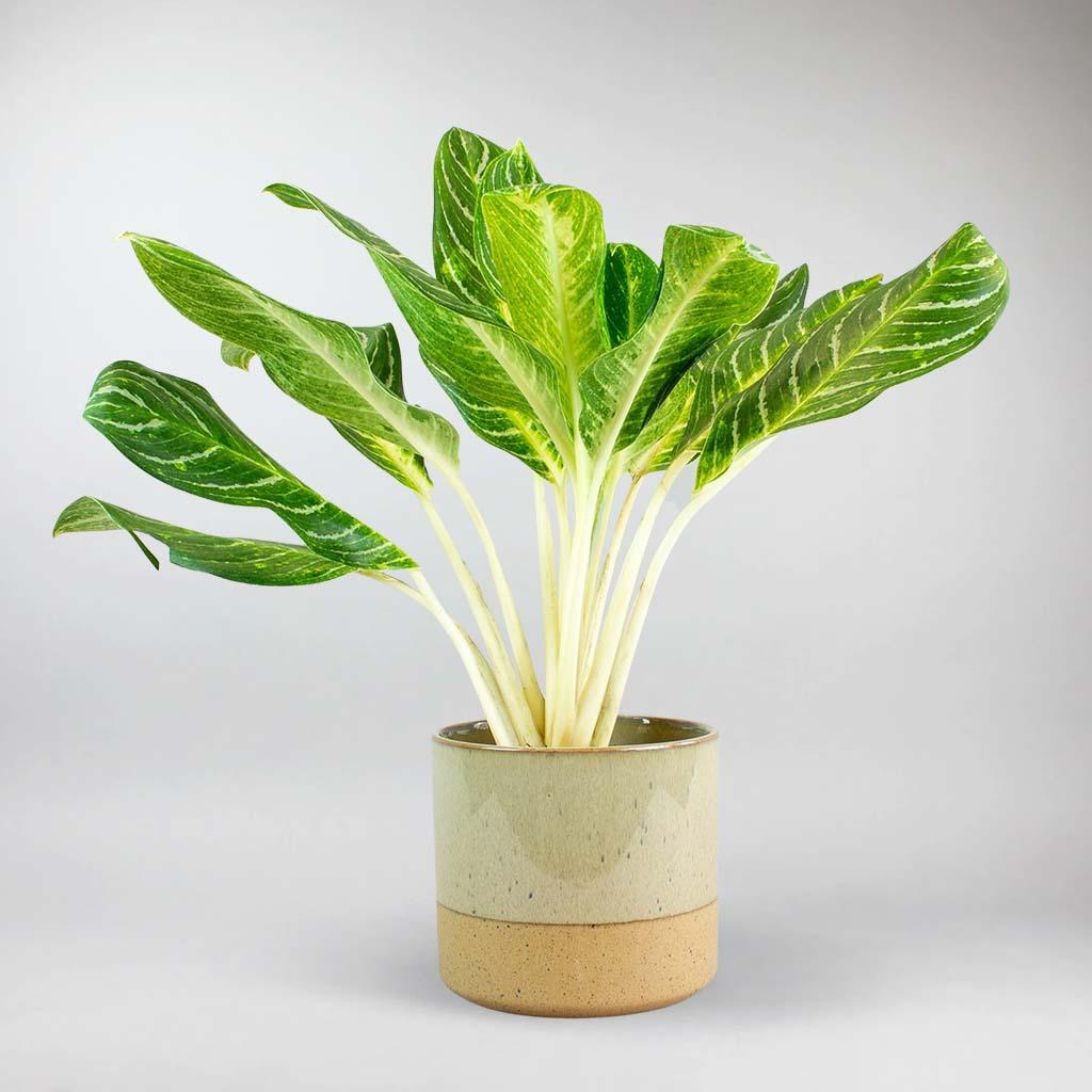 aglaonema keylime Chinese Evergreen Key Lime