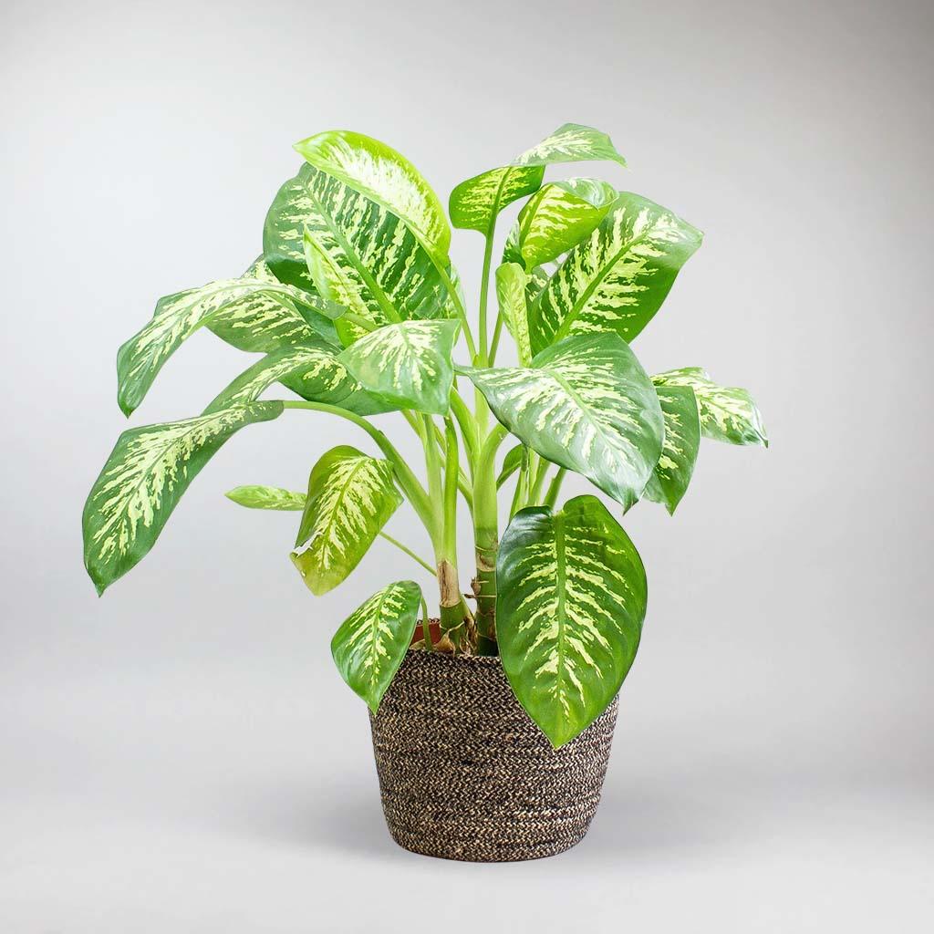 aglaonema key lime care Chinese Evergreen Key Lime