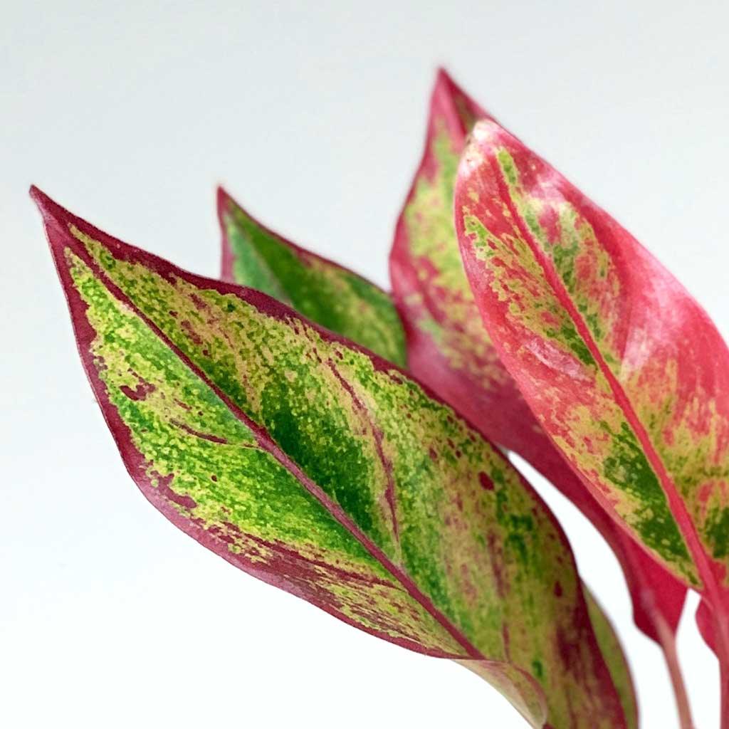 aglaonema crete origin Aglaonema Crete: Vibrant Lucky Plant for Home & Office – BloomBoxClub Italy