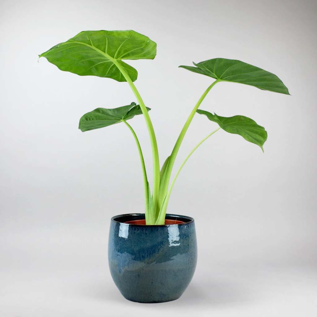 taro plant indoor Elephant Ear 'Giant Taro'