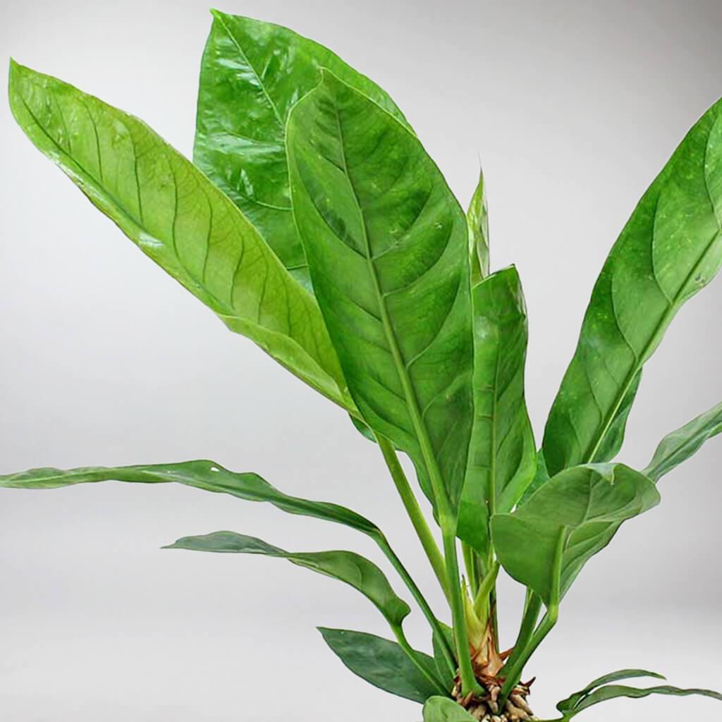 king of anthurium Anthurium Ellipticum Jungle King