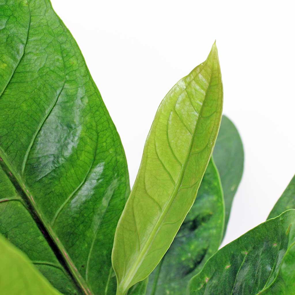 anthurium ellipticum Anthurium Ellipticum Jungle King