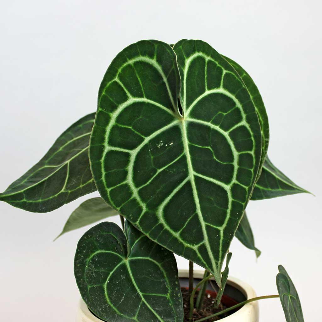 anthurium prezzo Anthurium Clarinervium: Exquisite Indoor Plant for Elegance – BloomBoxClub Italy