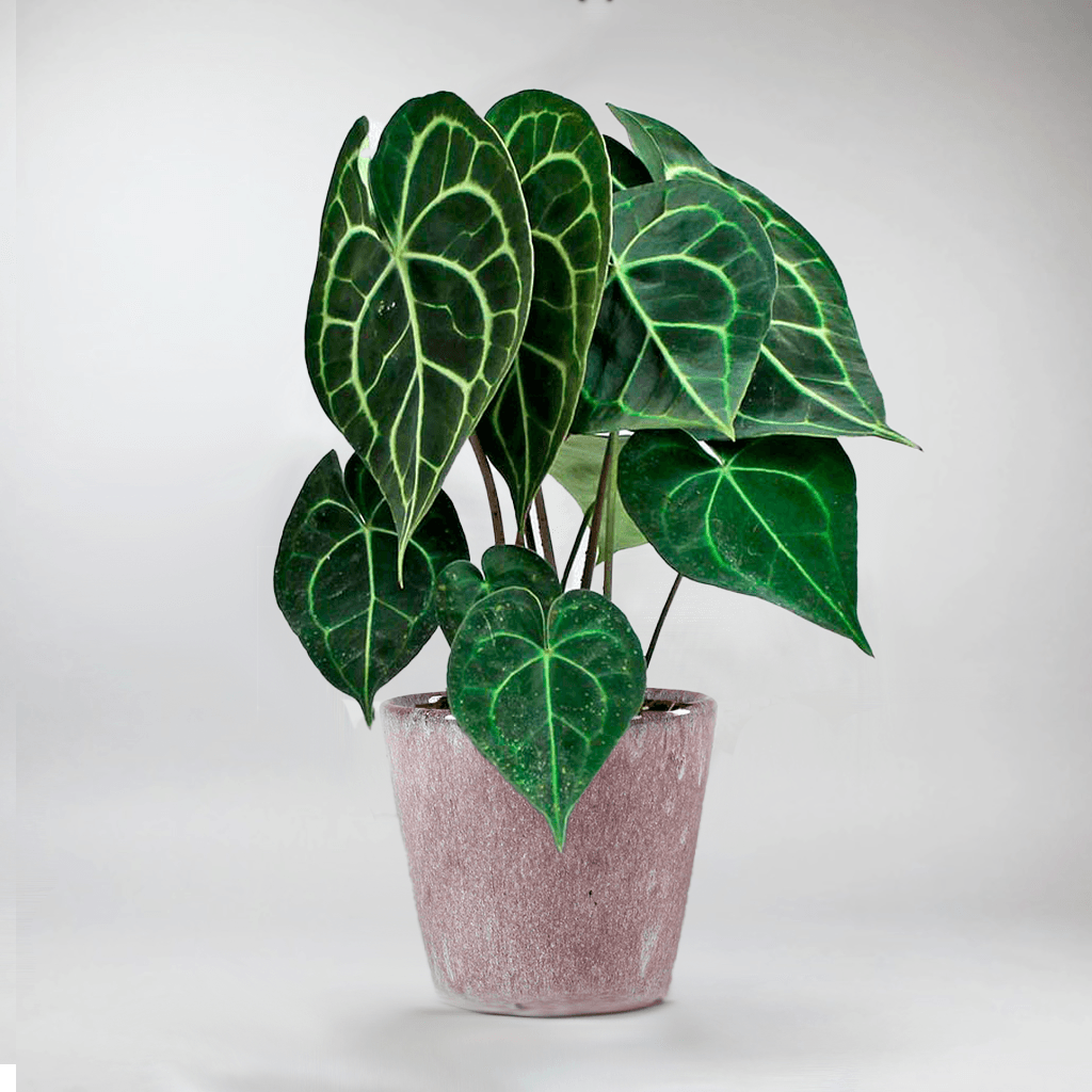 anthurium prezzo Anthurium Clarinervium: Exquisite Indoor Plant for Elegance – BloomBoxClub Italy