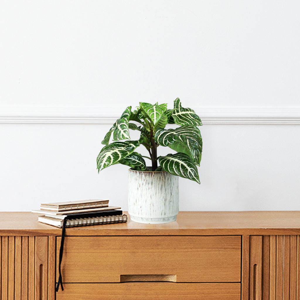 zebra plant air purifier Zebra Plant | Aphelandra Squarrosa | Natural Air Purifier