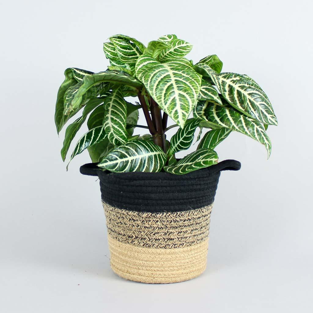 zebra plant air purifier Zebra Plant