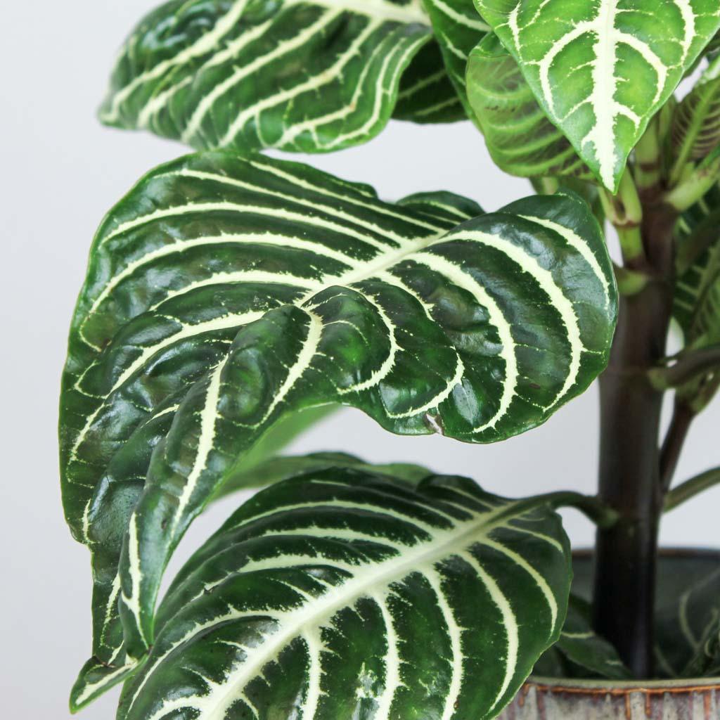 zebra plant air purifier Zebra Plant
