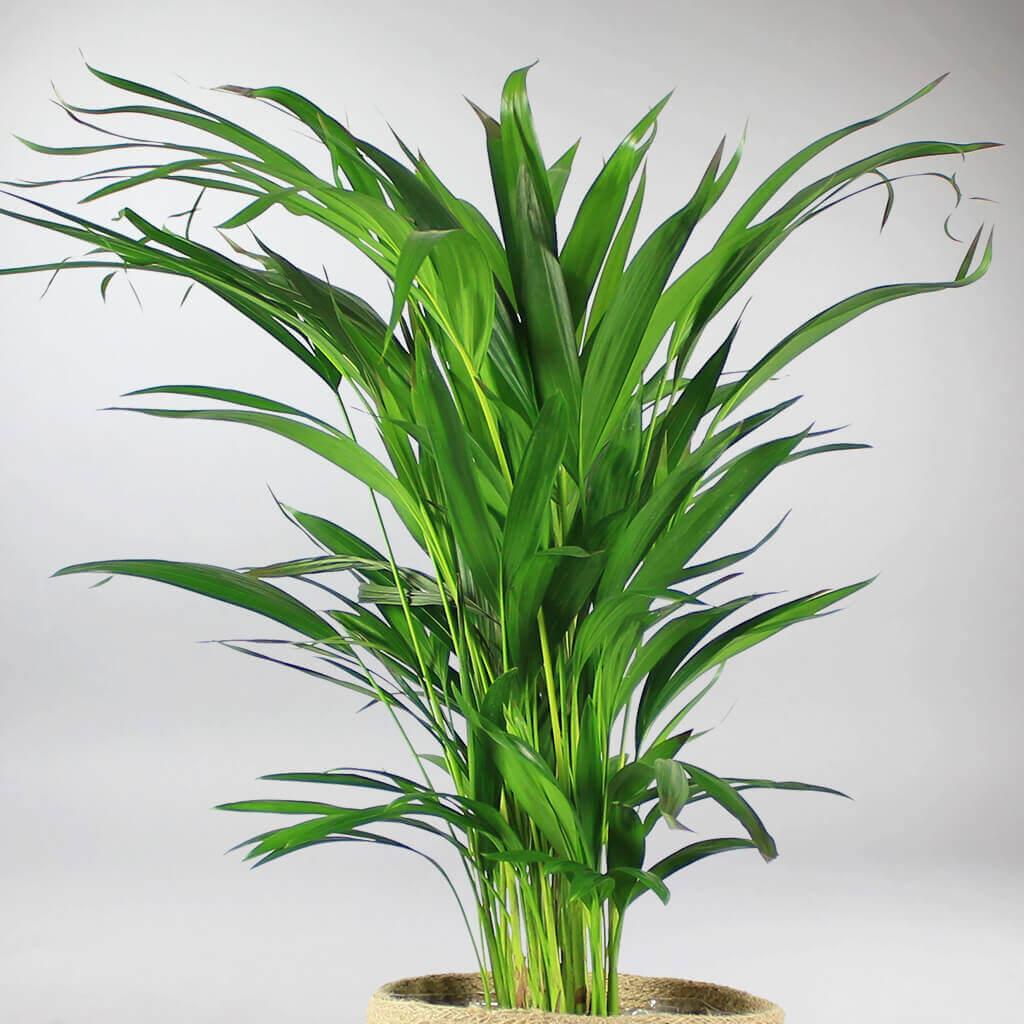 palma areca cura Areca Palm