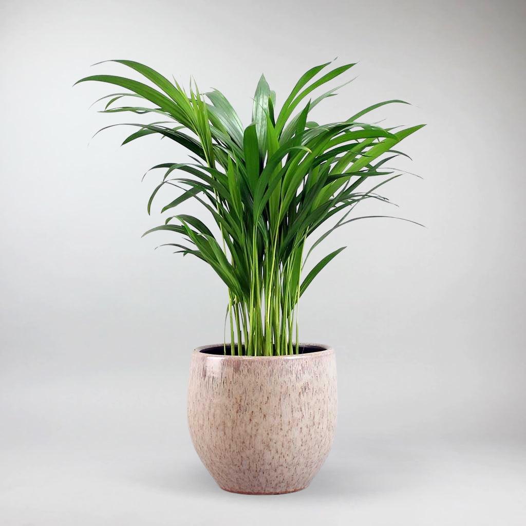 areca palm small size Areca Palm: Lush Green Indoor Plant