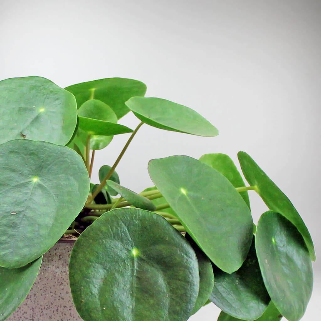 money plant in spanish Chinese Money Plant: Easy-Care, Pet-Friendly, Air-Purifying Houseplant – BloomBoxClub Italy