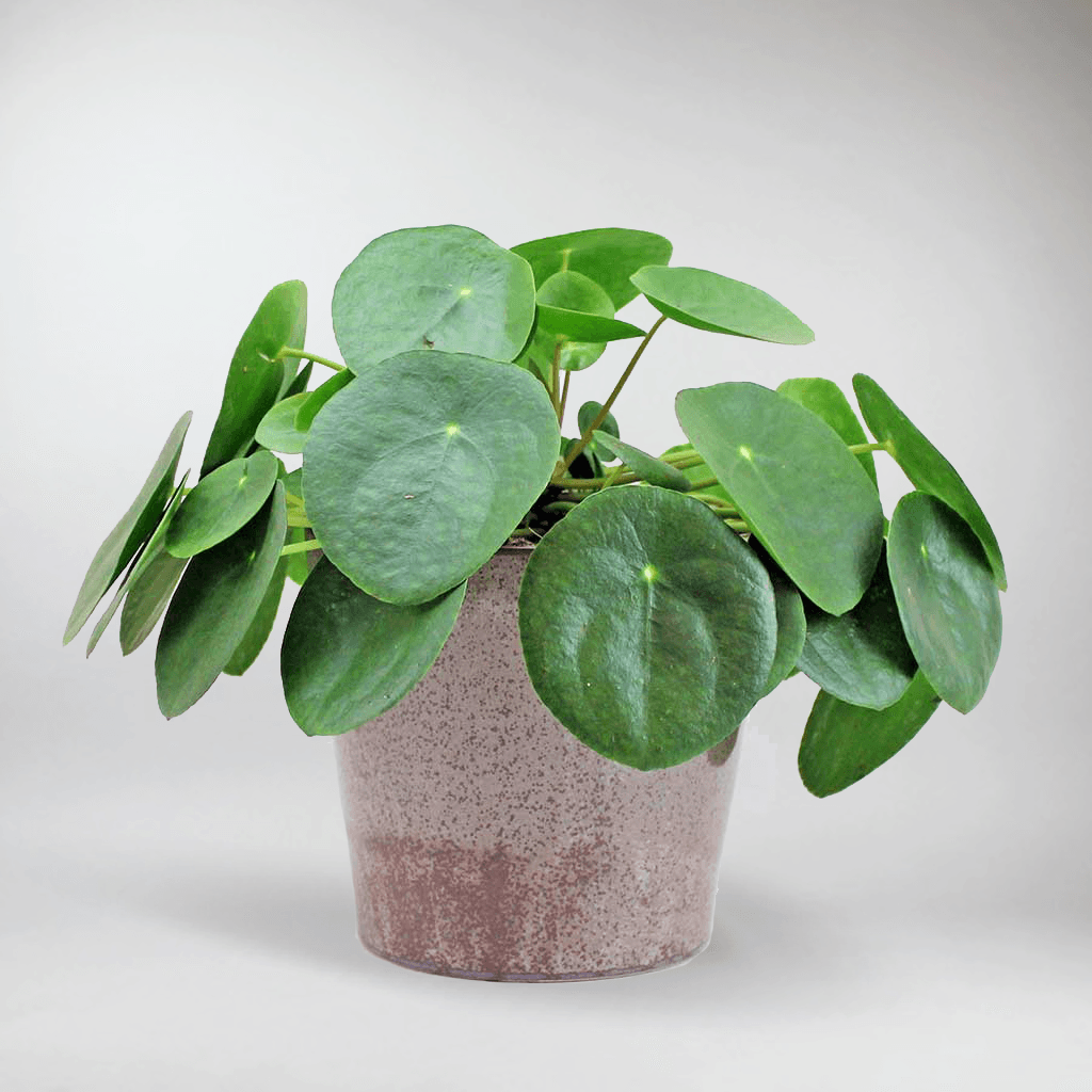money plant called in usa Chinese Money Plant