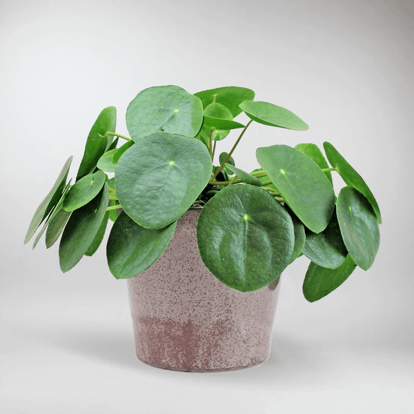 money plant in german Chinese Money Plant: Easy-Care, Pet-Friendly, Air-Purifying Houseplant – BloomBoxClub Italy