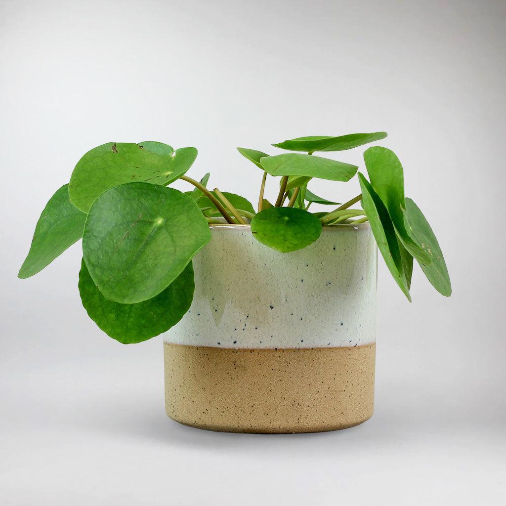 money plant in german Chinese Money Plant