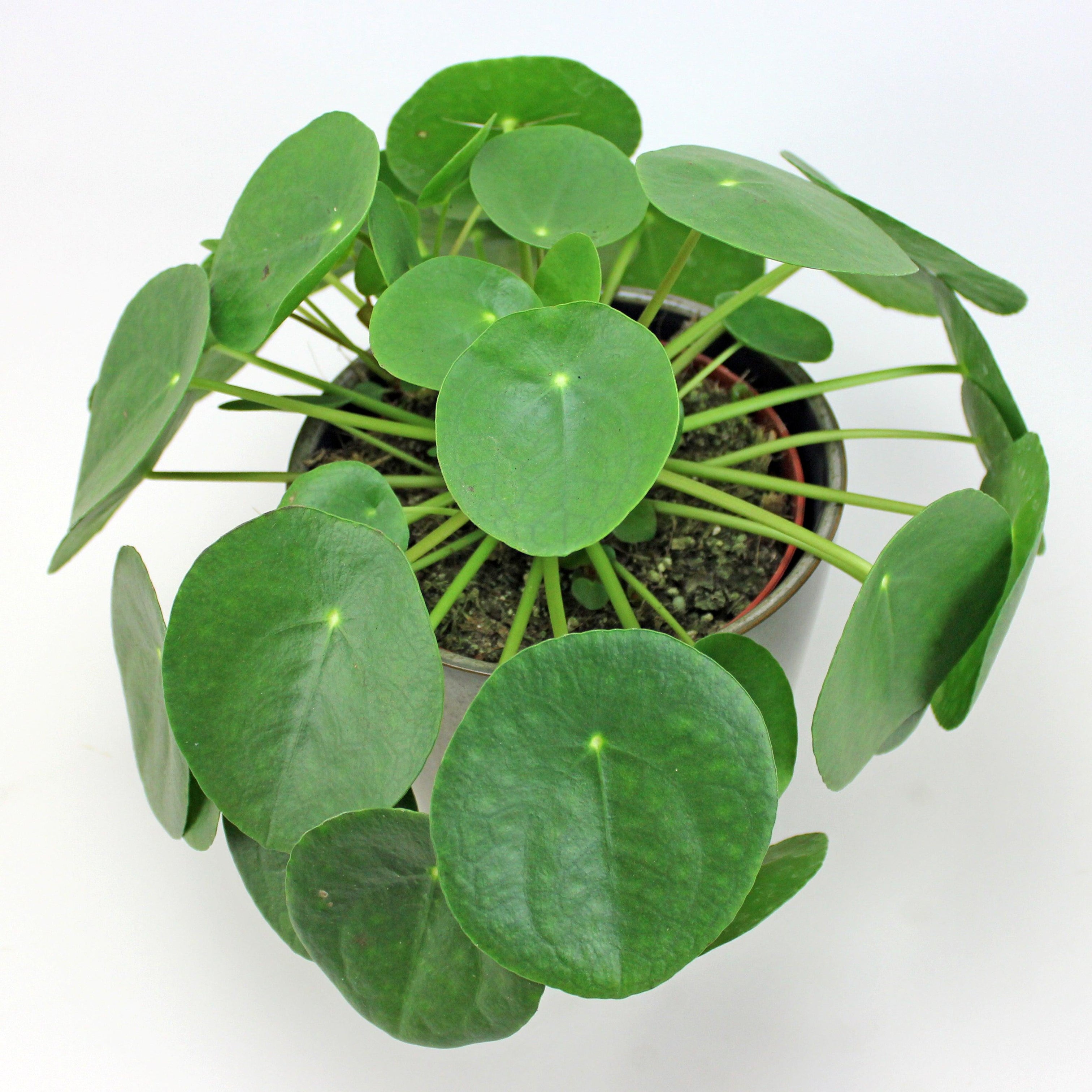 money plant po polsku Chinese Money Plant: Easy-Care, Pet-Friendly, Air-Purifying Houseplant – BloomBoxClub Italy