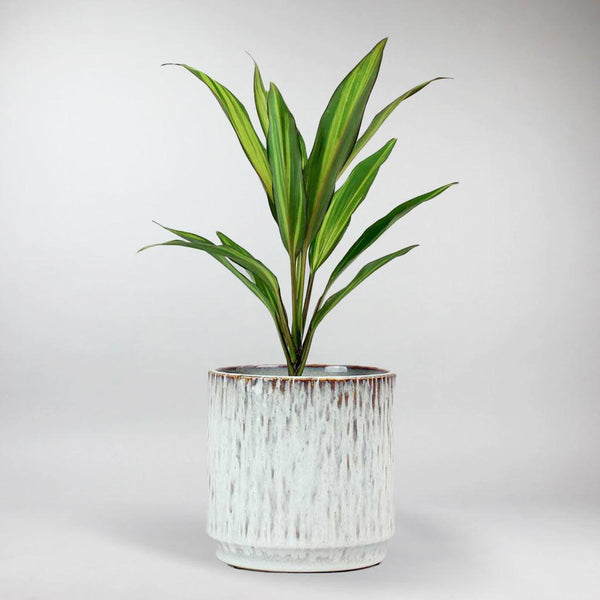 good luck palm plant Sacred Good Luck Plant: A Tropical Beauty for Bright Spaces – BloomBoxClub  Italy