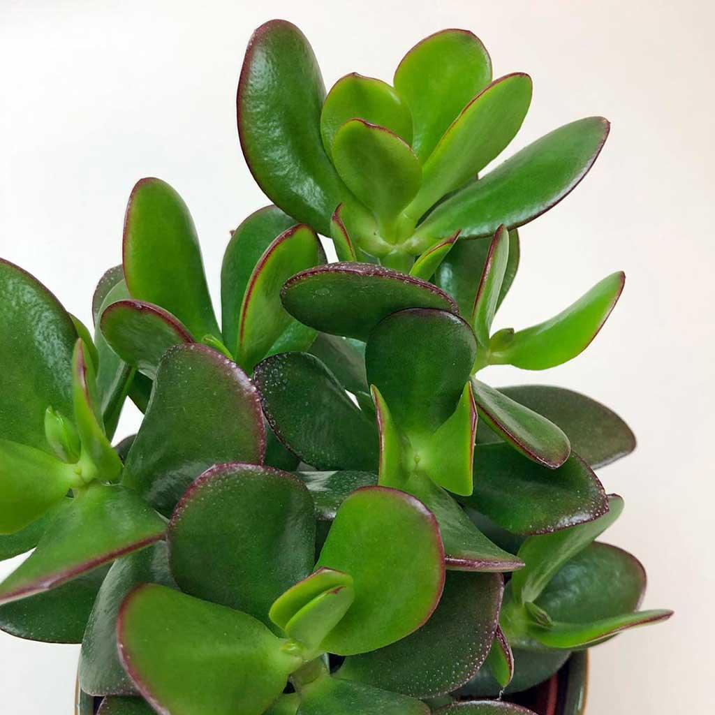 jade plant latin name Jade Plant: Symbol of Good Fortune, Wealth, and Positive Energy – BloomBoxClub Italy