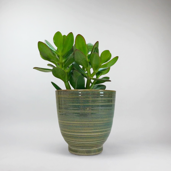 jade plant po polsku Jade Plant: Symbol of Good Fortune, Wealth, and Positive Energy – BloomBoxClub Italy