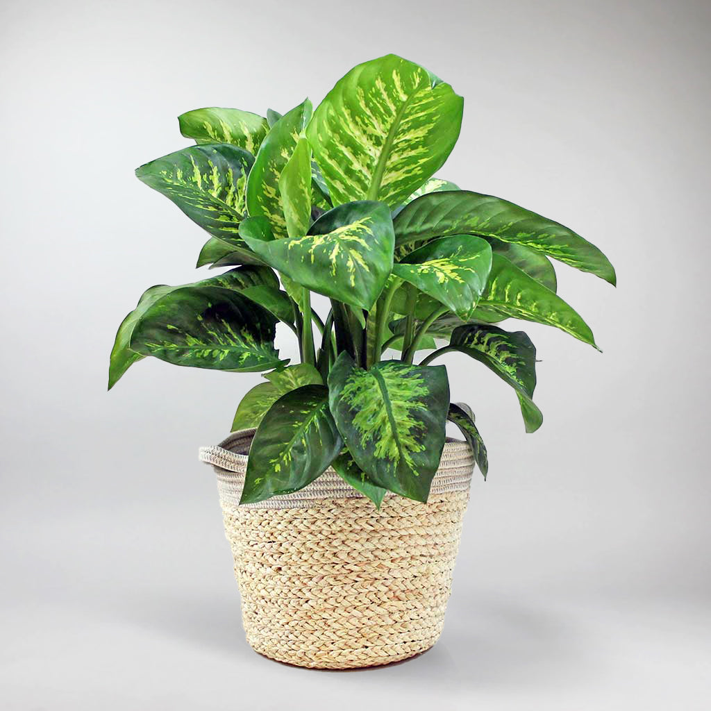 dieffenbachia seguine tropic snow Dumb Cane Tropic Snow Online
