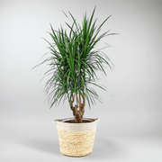 Dragon Tree 'Magenta' | Dracaena Marginata 'Magenta'