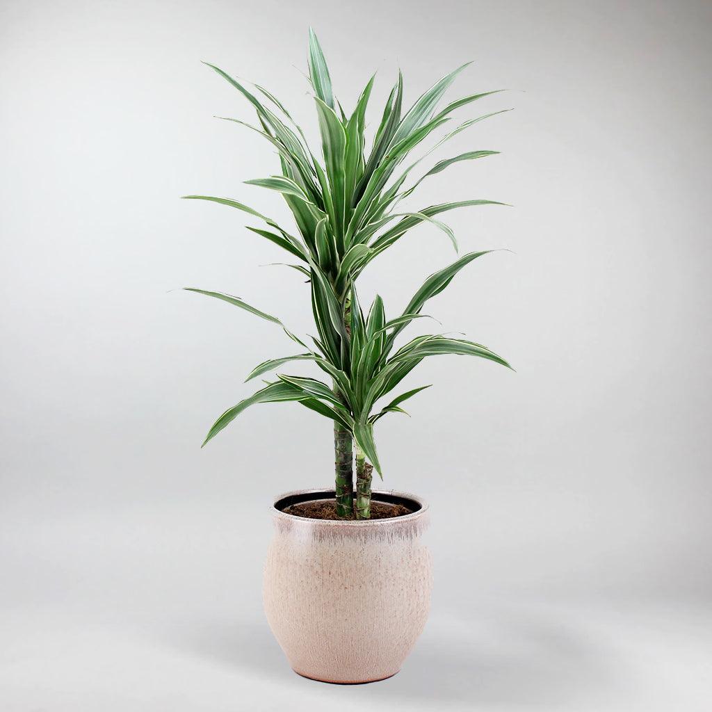 dracaena deremensis bausei Dragon Tree: The Enigmatic, Air-Purifying Plant with Healing Properties – BloomBoxClub Italy