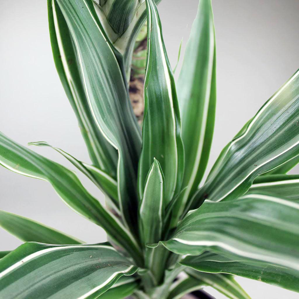 dracaena deremensis bausei Dragon Tree: The Enigmatic, Air-Purifying Plant with Healing Properties – BloomBoxClub Italy