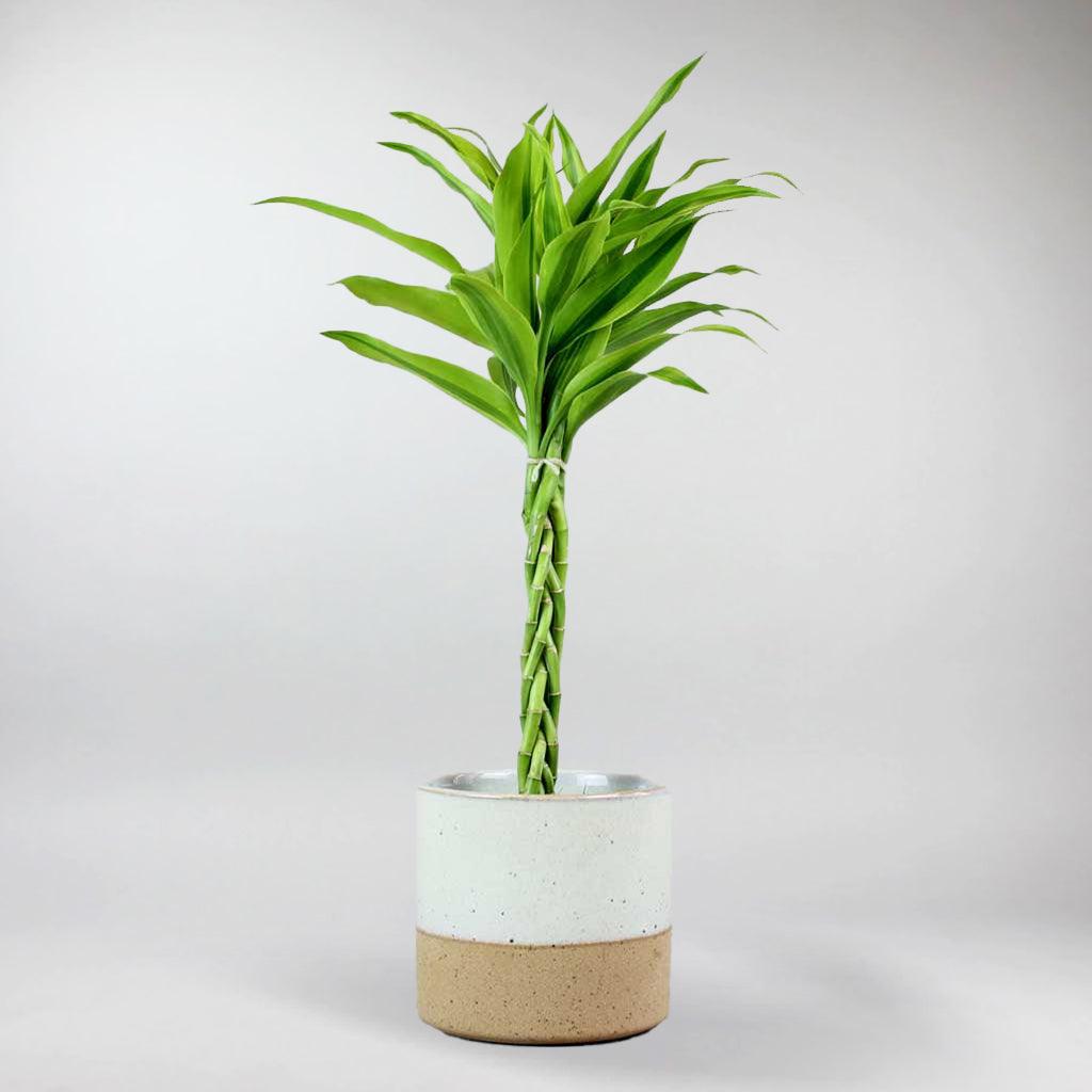 lucky bamboo dracena Lucky Bamboo