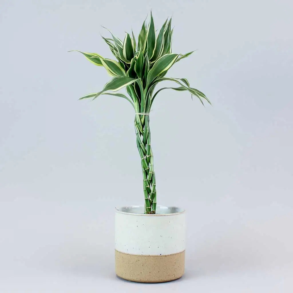 white stripe lucky bamboo Lucky Bamboo