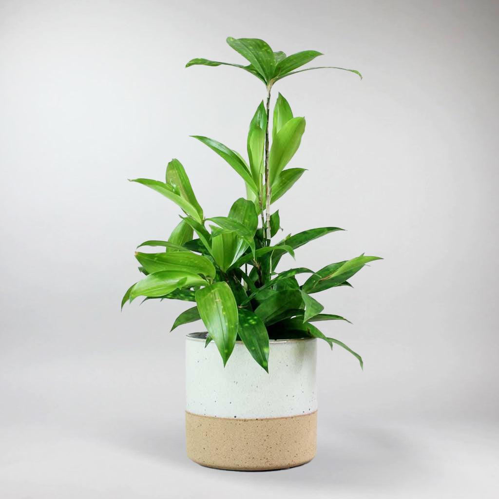 dracaena fragrans feng shui Dracaena Surculosa Plant: Feng Shui Favorite for Calm Spaces – BloomBoxClub Italy