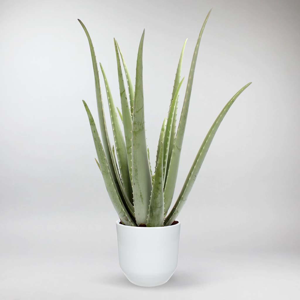 pink anthurium Anthurium Pink | Care Guide and Pro Tips - Delivery from Toronto across  Canada