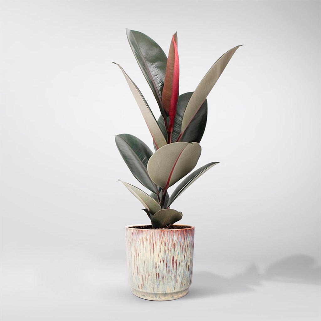 abidjan rubber tree Ficus Abidjan: Elegant Indoor Plant, Green Foliage & Low Maintenance – BloomBoxClub Italy