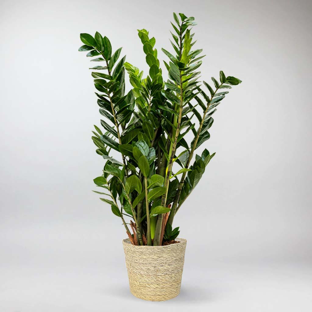 planta zz pret ZZ Plant
