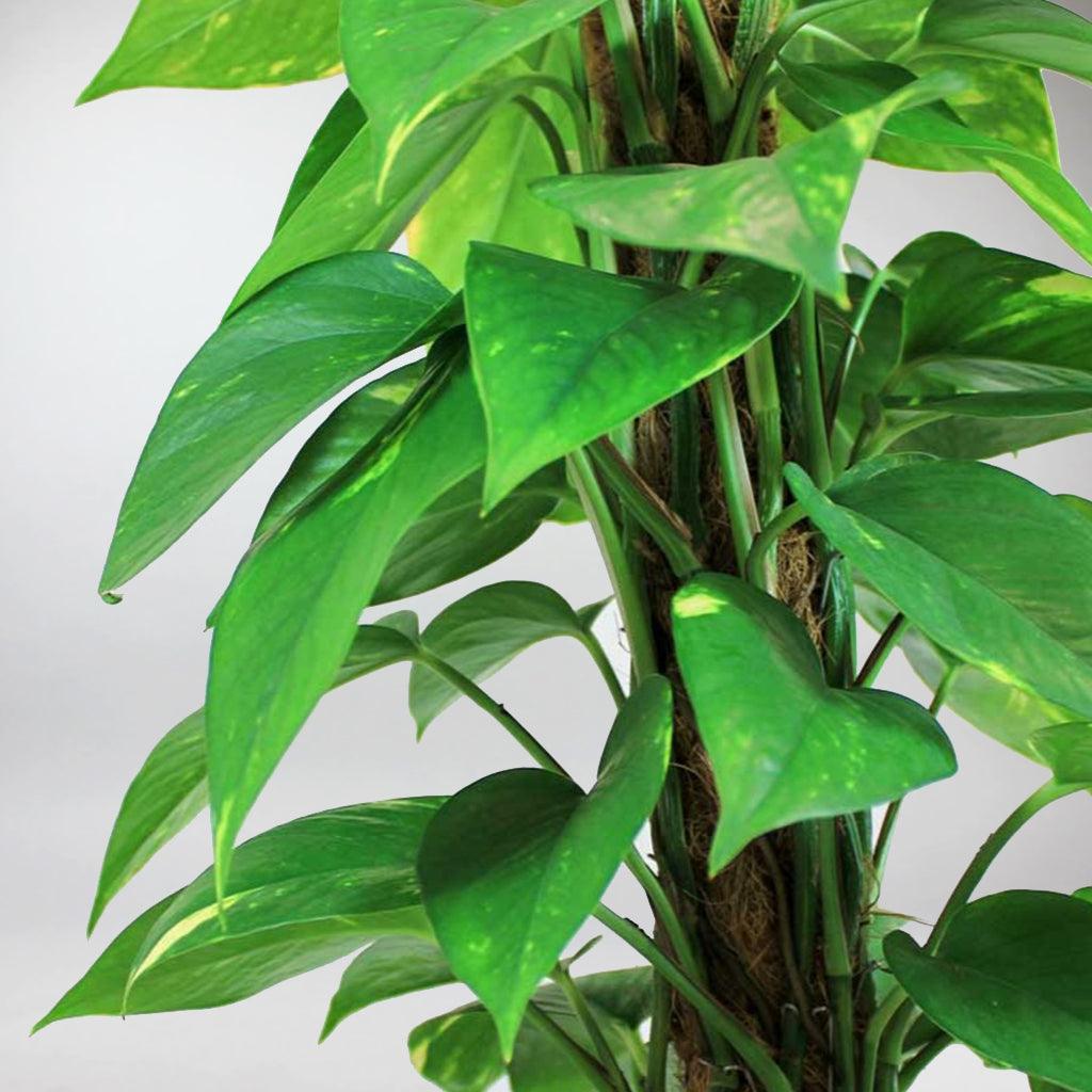 pothos foglie molli Epipremnum Aureum: Best Climber Plant, Easy Care & Air Purifying – BloomBoxClub Italy