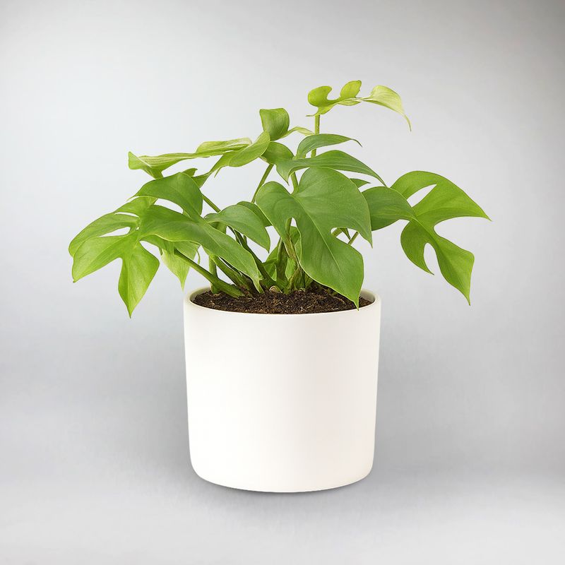 philodendron mamei big Philodendron mamei (Silver Cloud) main image 1