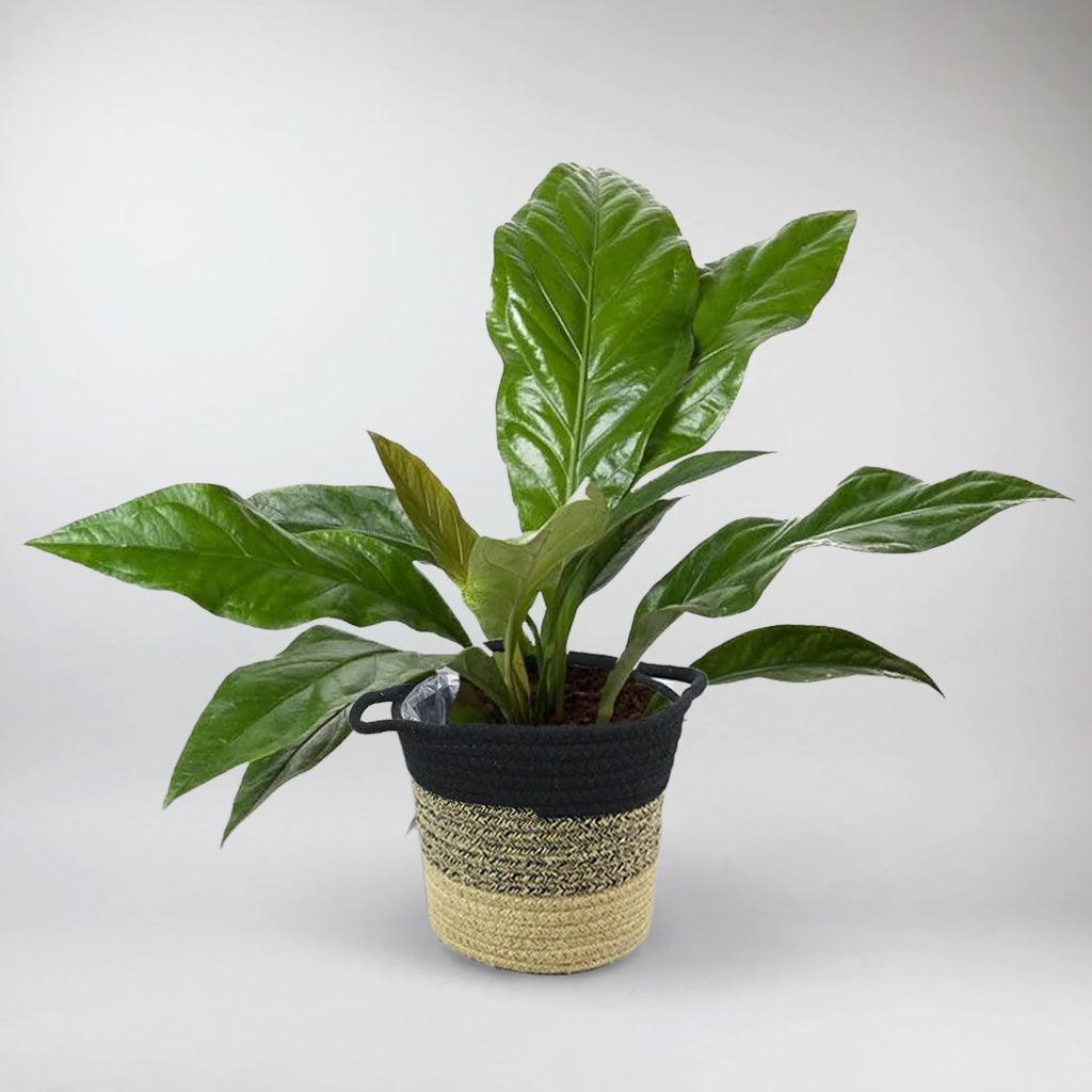 jungle bush anthurium Anthurium Jungle Bush