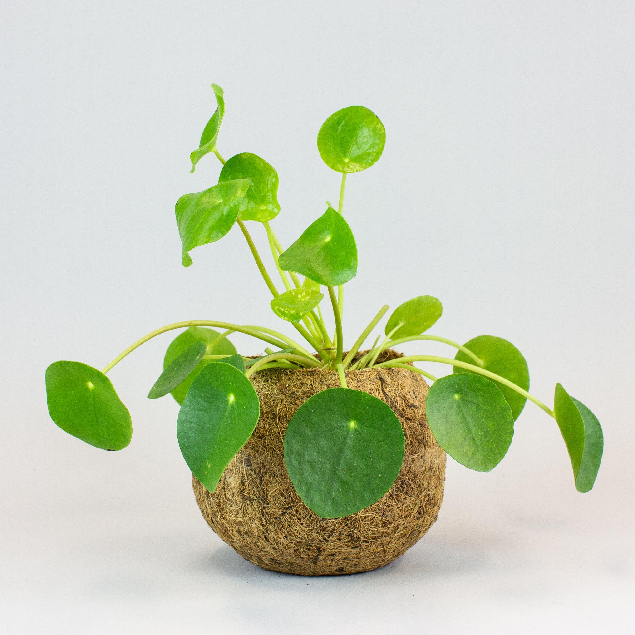 money plant in coco peat Chinese Money Plant & Eco Coconut Pot For Home – BloomBoxClub Italy
