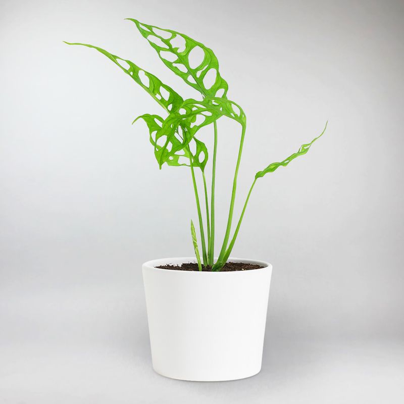 halcyon hosta plant Hosta 'Halcyon' – Fieldstone Gardens Inc main image 0