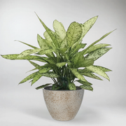 Large Leopard Lily 'Vesuvius' | Dieffenbachia Seguine 'Vesuvius'