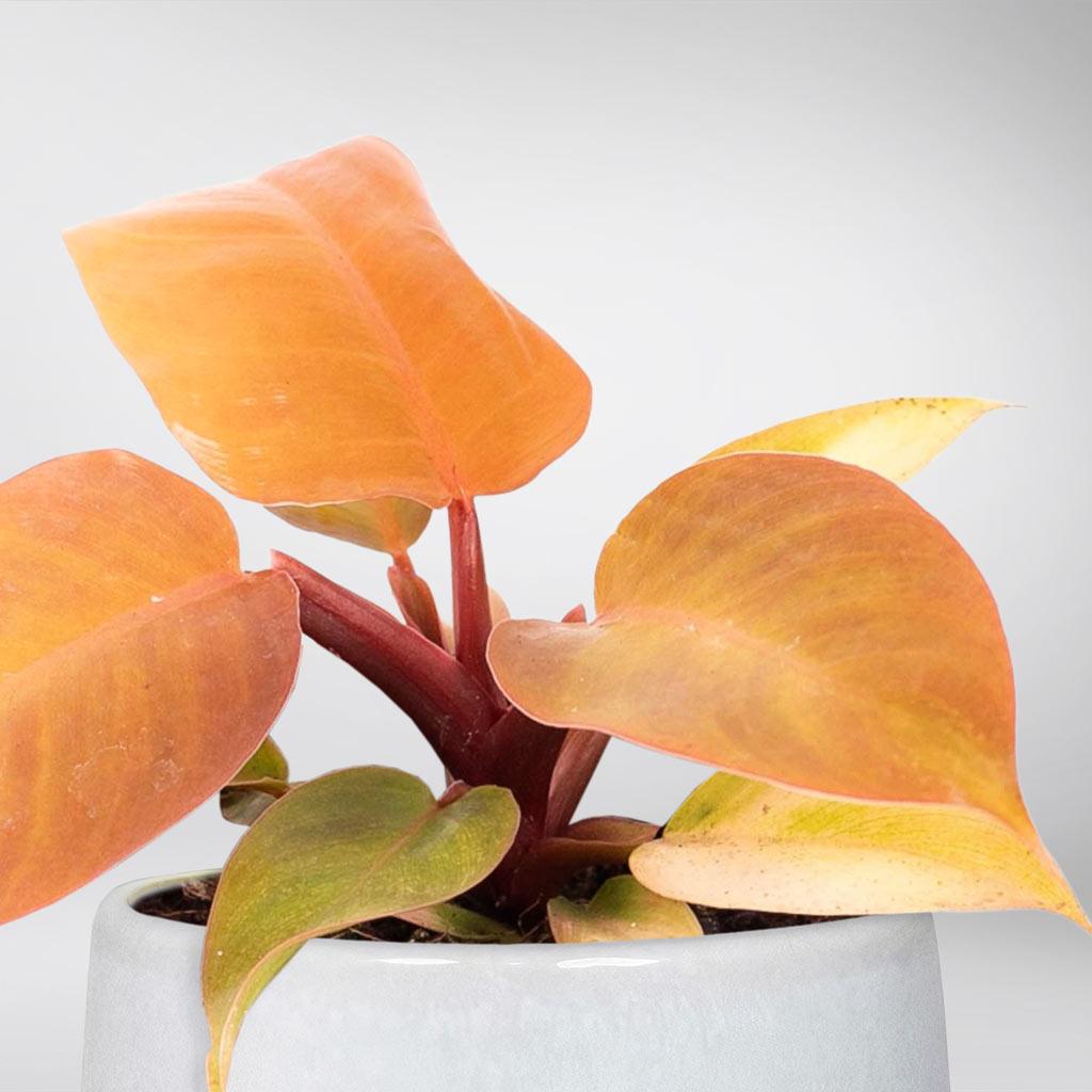full size prince of orange philodendron Philodendron Prince of Orange: Vibrant Sunset Feel for Your Home – BloomBoxClub Italy
