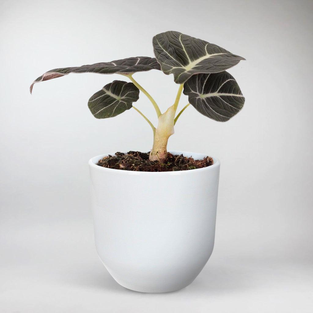 black velvet elephant ear plant care Alocasia Black Velvet
