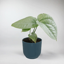 Mini Monstera Medium Silver | Monstera Amydrium Medium Silver Terrarium Plant