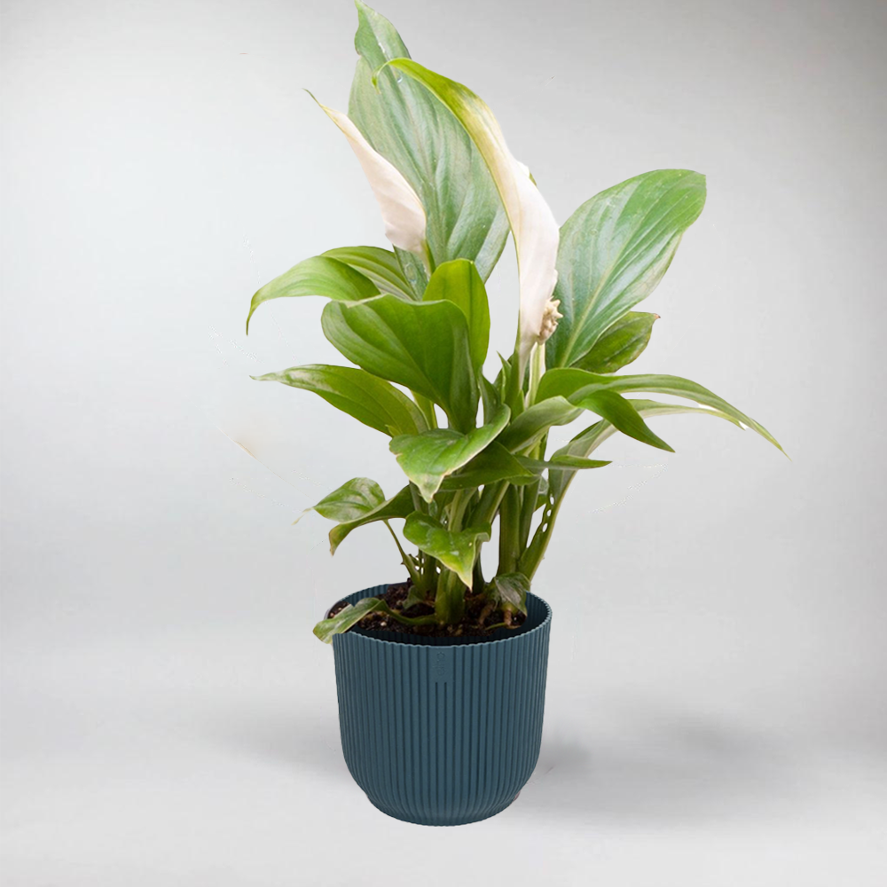 peace lily terrarium Spathiphyllum: Elegant Peace Lily for Terrariums – BloomBoxClub Italy