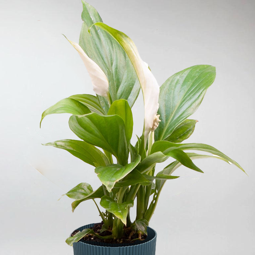 peace lily terrarium Spathiphyllum: Elegant Peace Lily for Terrariums – BloomBoxClub Italy